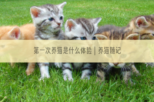 第一次养猫是什么体验｜养猫随记