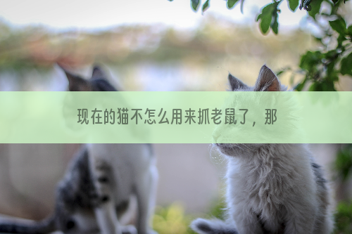 现在的猫不怎么用来抓老鼠了，那胡子可以剪掉吗？