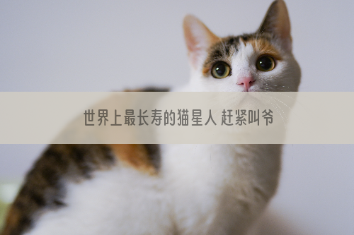 世界上最长寿的猫星人 赶紧叫爷爷！