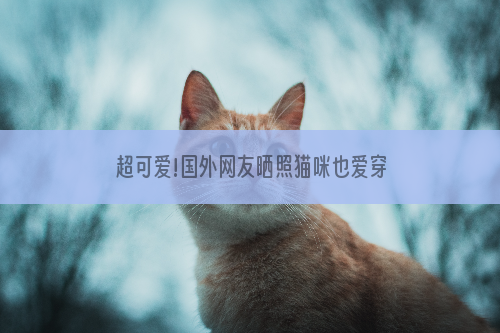 超可爱!国外网友晒照猫咪也爱穿鞋子