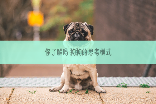 你了解吗 狗狗的思考模式