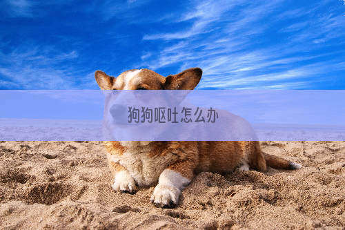 狗狗呕吐怎么办