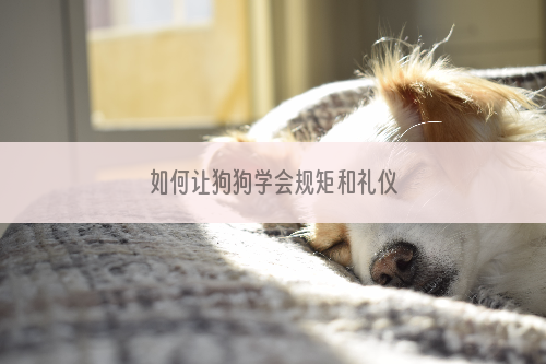如何让狗狗学会规矩和礼仪