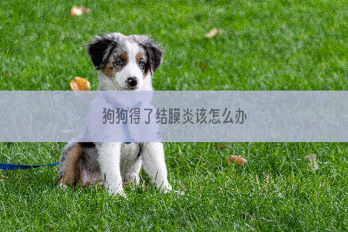 狗狗得了结膜炎该怎么办