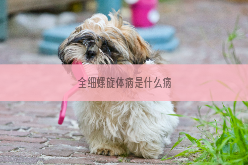 全细螺旋体病是什么病