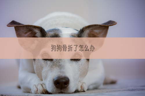 狗狗骨折了怎么办