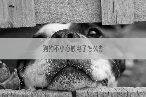 狗狗不小心触电了怎么办