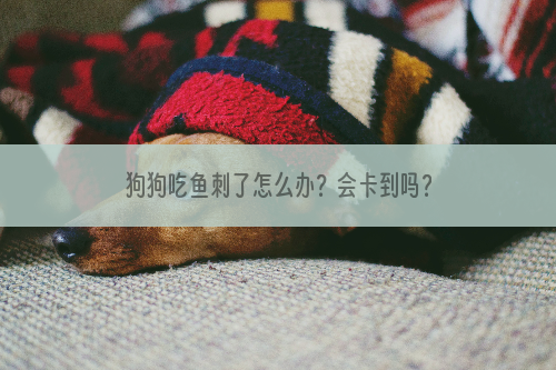 狗狗吃鱼刺了怎么办？会卡到吗？