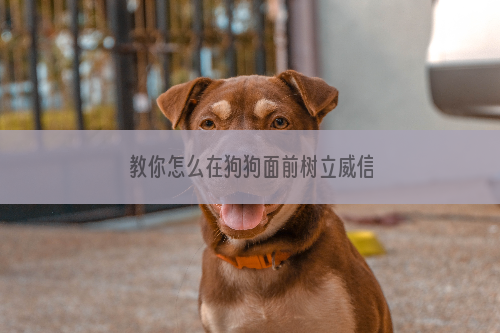 教你怎么在狗狗面前树立威信