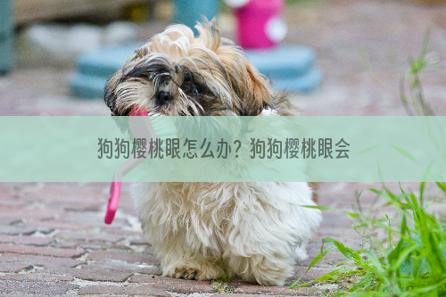 狗狗樱桃眼怎么办？狗狗樱桃眼会好吗？