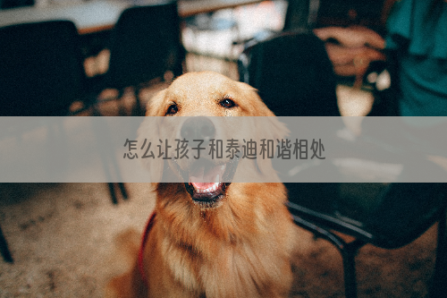 怎么让孩子和泰迪和谐相处
