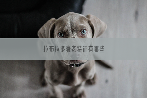 拉布拉多衰老特征有哪些