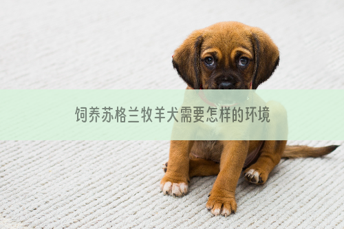 饲养苏格兰牧羊犬需要怎样的环境