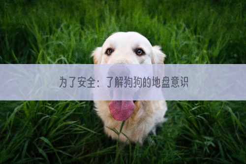 为了安全：了解狗狗的地盘意识