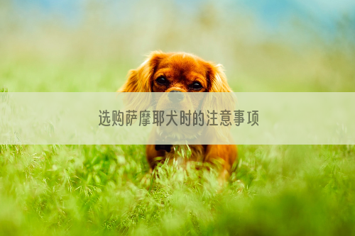 选购萨摩耶犬时的注意事项