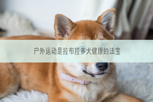 户外运动是拉布拉多犬健康的法宝