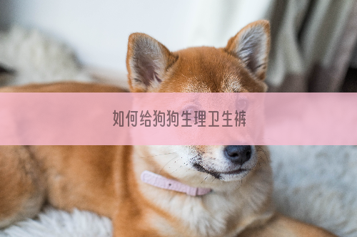 如何给狗狗生理卫生裤