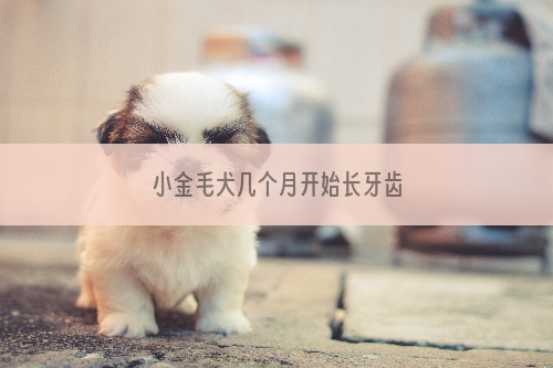 小金毛犬几个月开始长牙齿