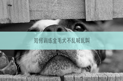 如何训练金毛犬不乱喊乱叫