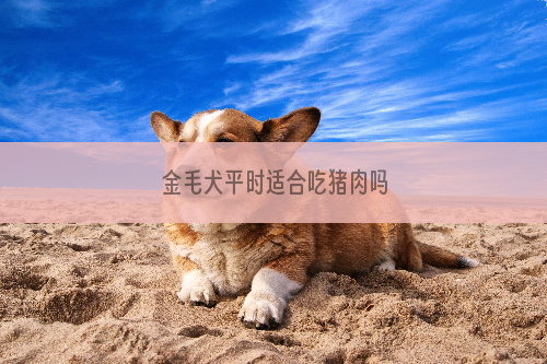 金毛犬平时适合吃猪肉吗