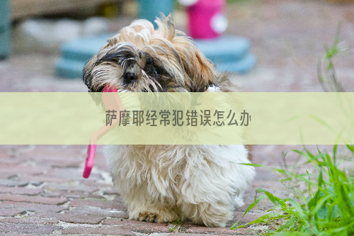 萨摩耶经常犯错误怎么办