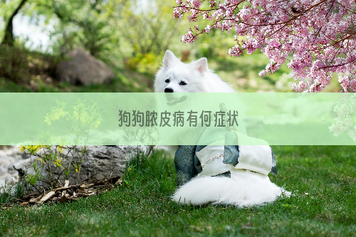 狗狗脓皮病有何症状