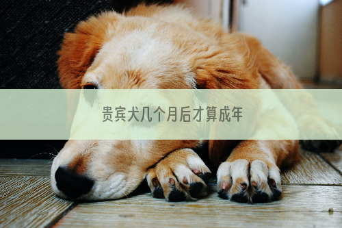 贵宾犬几个月后才算成年