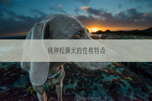 纯种松狮犬的性格特点