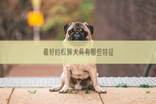 最好的松狮犬具有哪些特征