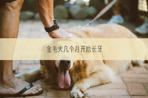 金毛犬几个月开始长牙