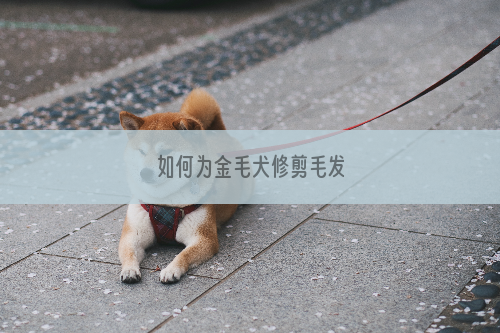 如何为金毛犬修剪毛发