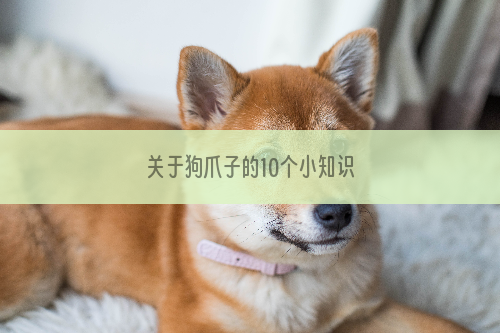 关于狗爪子的10个小知识