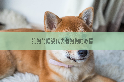 狗狗的睡姿代表着狗狗的心情