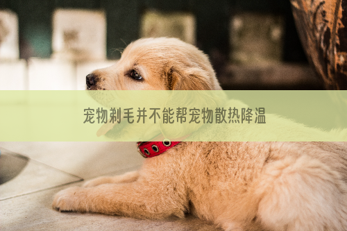 宠物剃毛并不能帮宠物散热降温