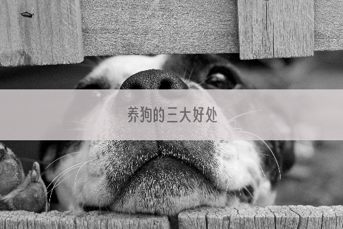 养狗的三大好处