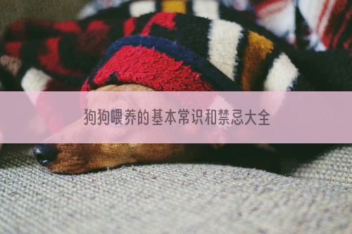 狗狗喂养的基本常识和禁忌大全