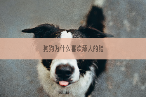 狗狗为什么喜欢舔人的脸