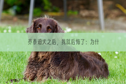 养泰迪犬之后，我就后悔了：为什么我没早点养啊！