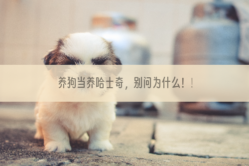 养狗当养哈士奇，别问为什么！！！