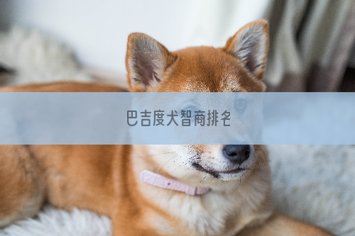 巴吉度犬智商排名