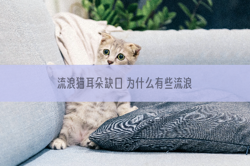 流浪猫耳朵缺口 为什么有些流浪猫耳朵上有缺口