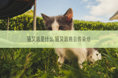 猫艾滋是什么 猫艾滋病会传染给人吗