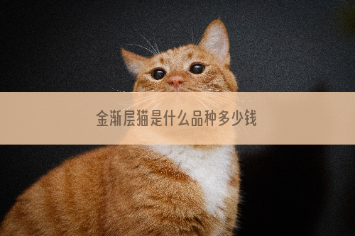 金渐层猫是什么品种多少钱