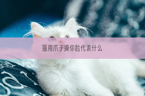 猫用爪子摸你脸代表什么