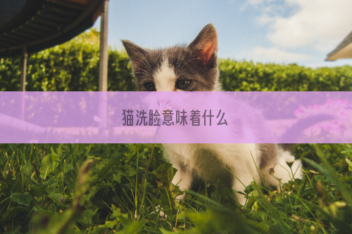 猫洗脸意味着什么