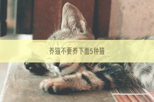 养猫不要养下面5种猫