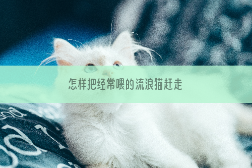 怎样把经常喂的流浪猫赶走