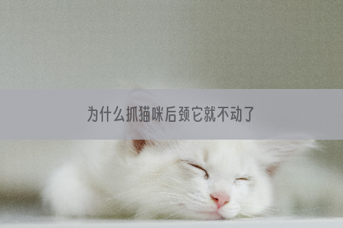 为什么抓猫咪后颈它就不动了