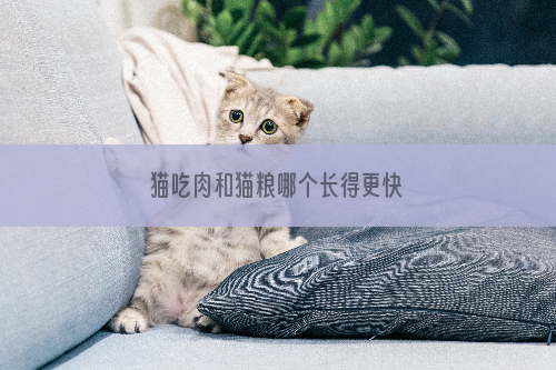 猫吃肉和猫粮哪个长得更快