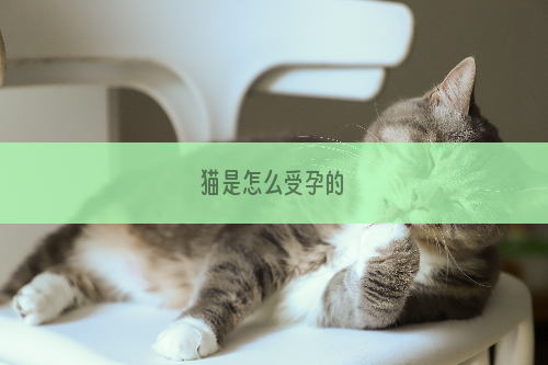 猫是怎么受孕的